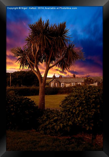Palm Tree Framed Print by Nigel Hatton