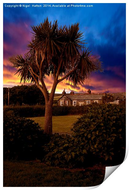Palm Tree Print by Nigel Hatton