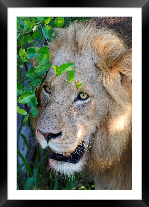 Lion After A Kill Framed Mounted Print by Vince Warrington
