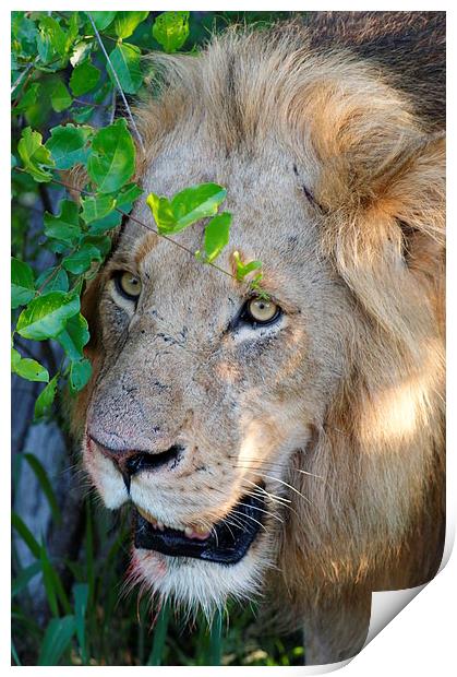 Lion After A Kill Print by Vince Warrington