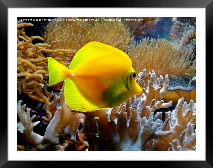 Yellow Tang Framed Mounted Print by Jason Williams
