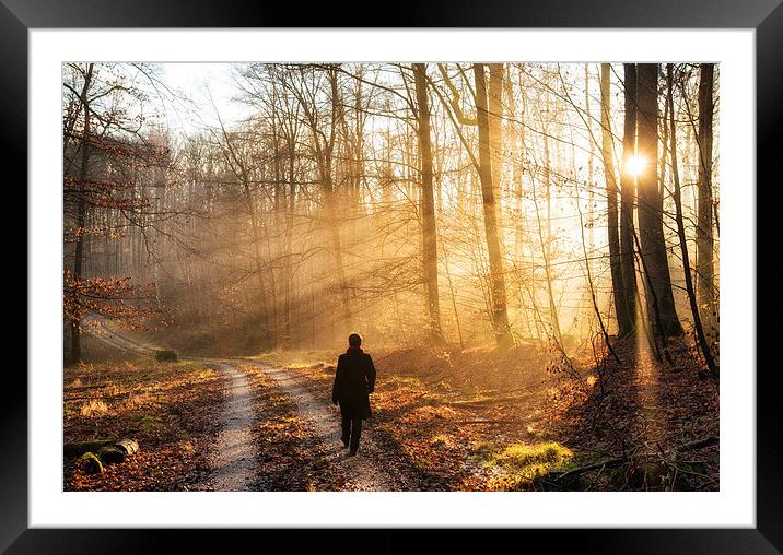 Warm light in the forest Framed Mounted Print by Matthias Hauser