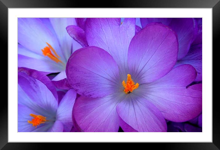 spring palette Framed Mounted Print by Heather Newton