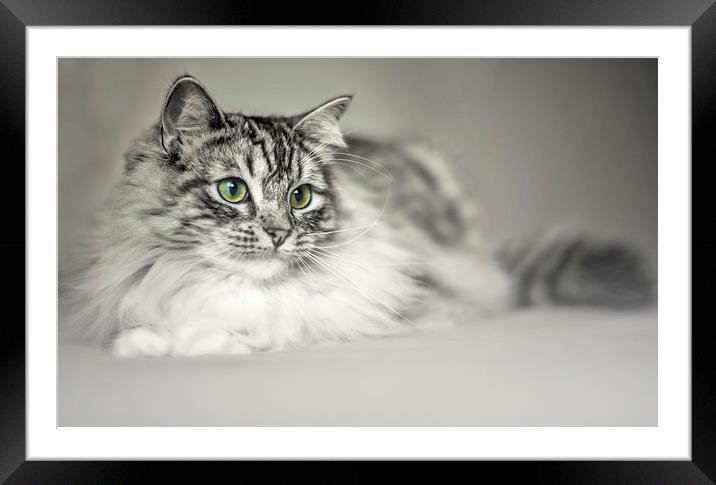 Tabby Cat Framed Mounted Print by Susan Sanger