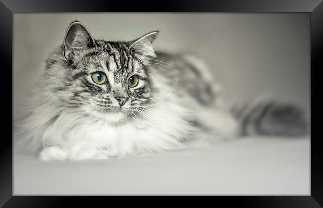 Tabby Cat Framed Print by Susan Sanger