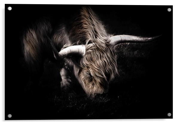 Highland Cow Acrylic by Ian Hufton