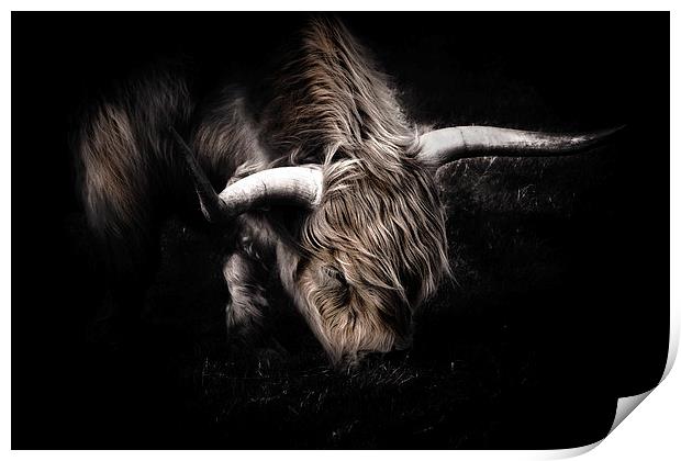 Highland Cow Print by Ian Hufton