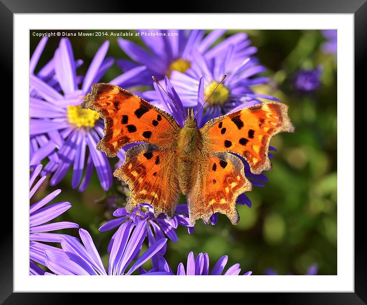 Comma Butterfly Framed Mounted Print by Diana Mower