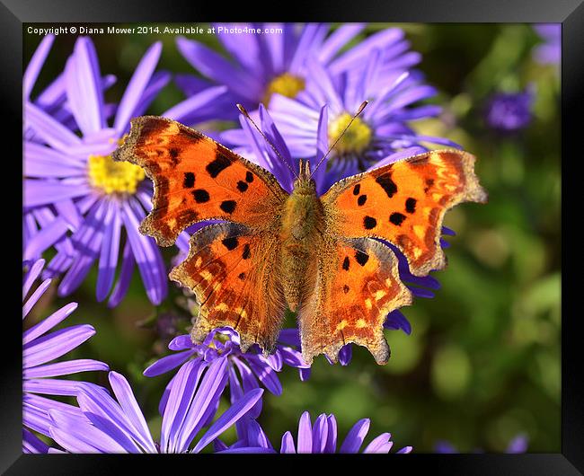 Comma Butterfly Framed Print by Diana Mower