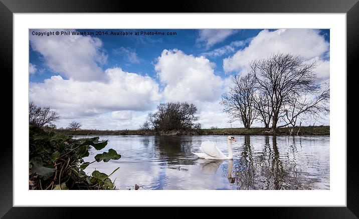 Swan on the Stour Framed Mounted Print by Phil Wareham