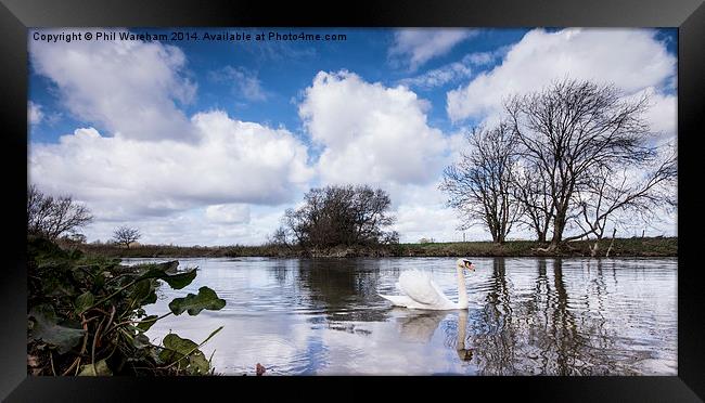 Swan on the Stour Framed Print by Phil Wareham