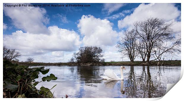 Swan on the Stour Print by Phil Wareham