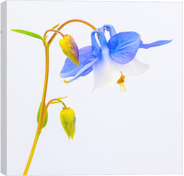 Studio Shot Flower Canvas Print by Clive Eariss