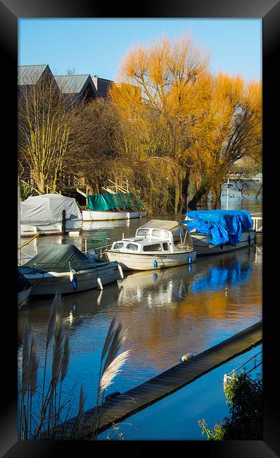 Moored boats Weybridge Surrey Framed Print by Clive Eariss
