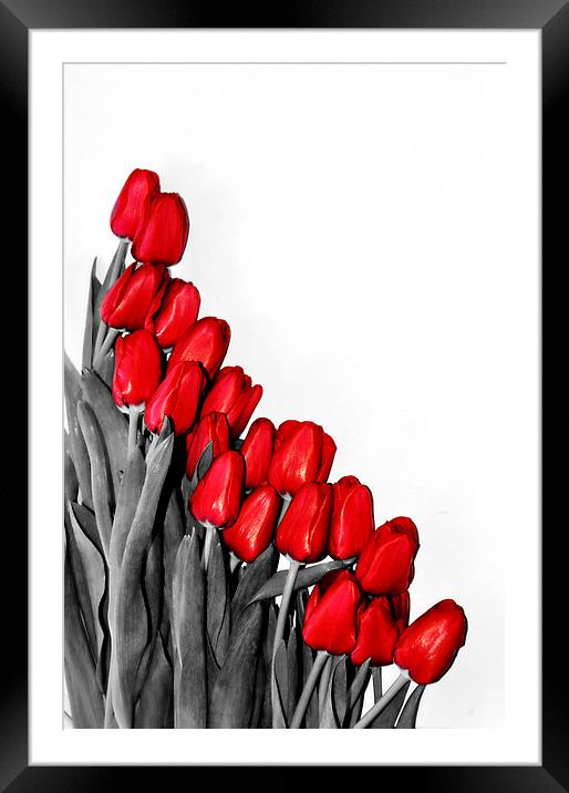 Red Tulips Framed Mounted Print by Gabriela Olteanu