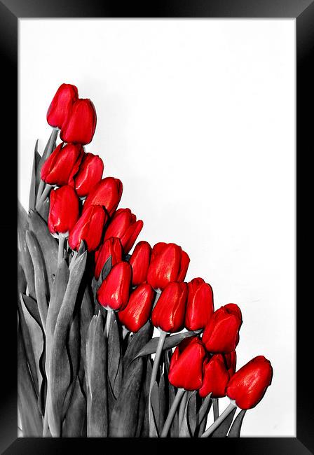Red Tulips Framed Print by Gabriela Olteanu