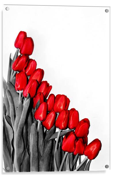Red Tulips Acrylic by Gabriela Olteanu