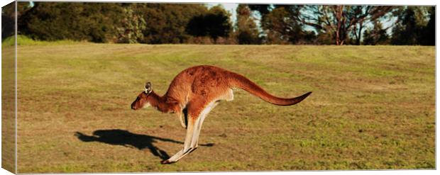 Jumping Kangaroo Canvas Print by Luke Newman