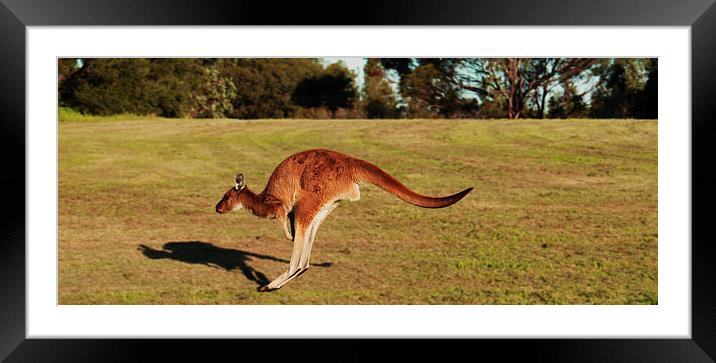 Jumping Kangaroo Framed Mounted Print by Luke Newman