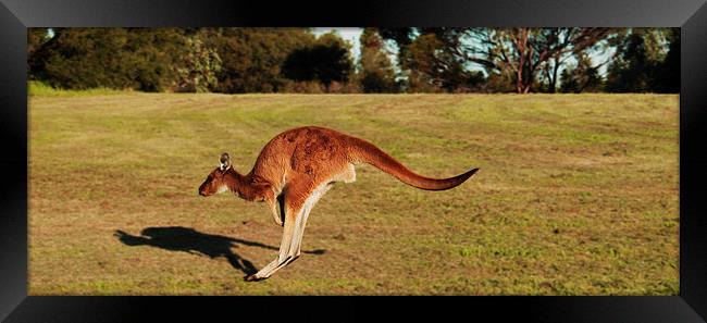 Jumping Kangaroo Framed Print by Luke Newman