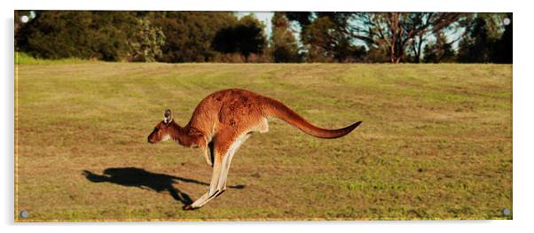 Jumping Kangaroo Acrylic by Luke Newman