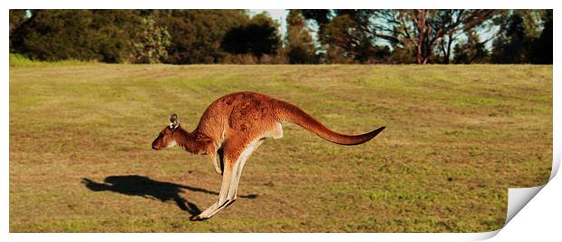 Jumping Kangaroo Print by Luke Newman