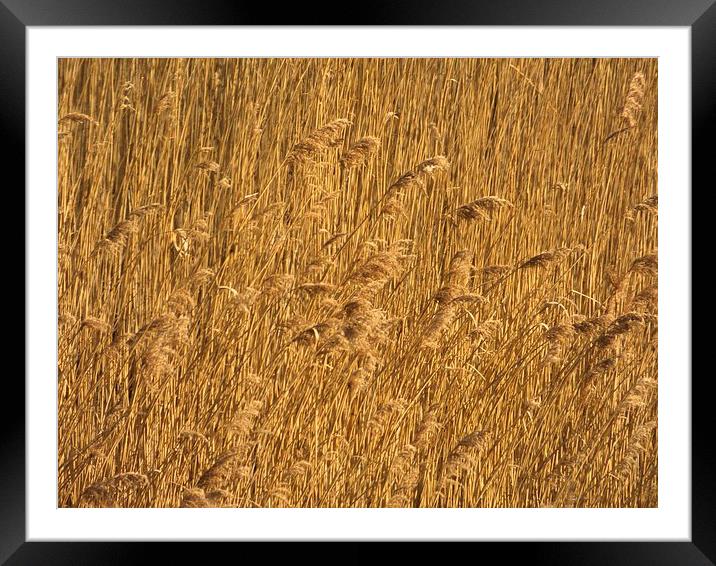 Spring Reed Bed Framed Mounted Print by Brian Spooner