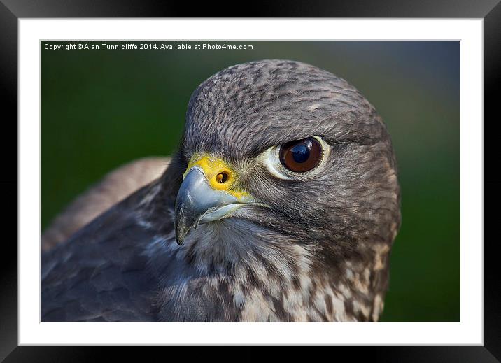 Portrait of a Falcon Framed Mounted Print by Alan Tunnicliffe