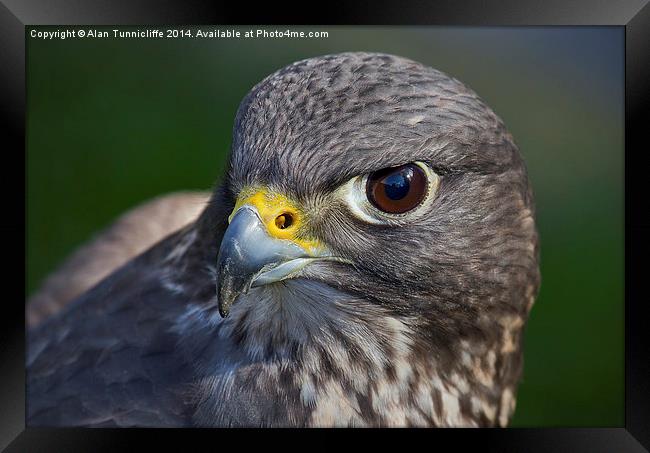 Portrait of a Falcon Framed Print by Alan Tunnicliffe