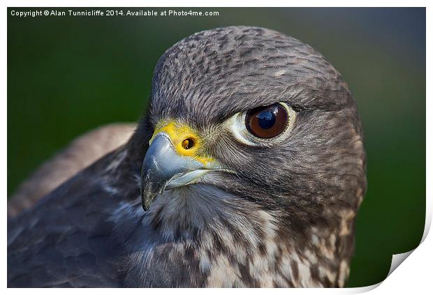 Portrait of a Falcon Print by Alan Tunnicliffe