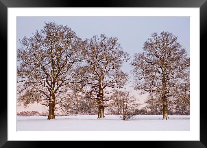 Three trees in snow Framed Mounted Print by Dawn Cox