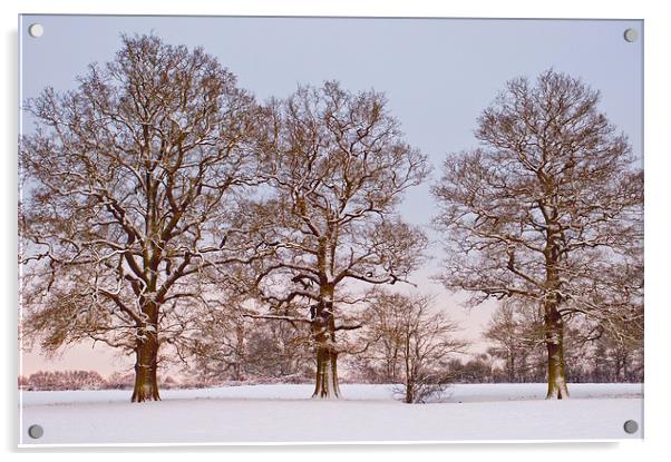 Three trees in snow Acrylic by Dawn Cox