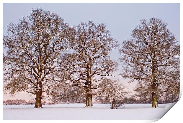 Three trees in snow Print by Dawn Cox