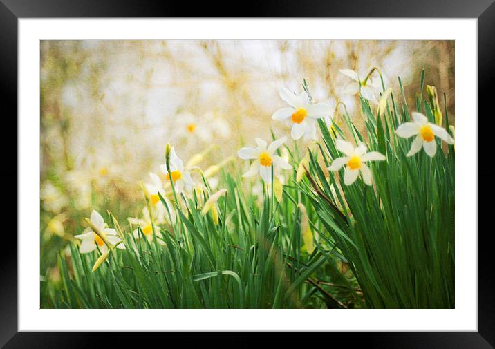 Spring Daffodils Framed Mounted Print by Dawn Cox