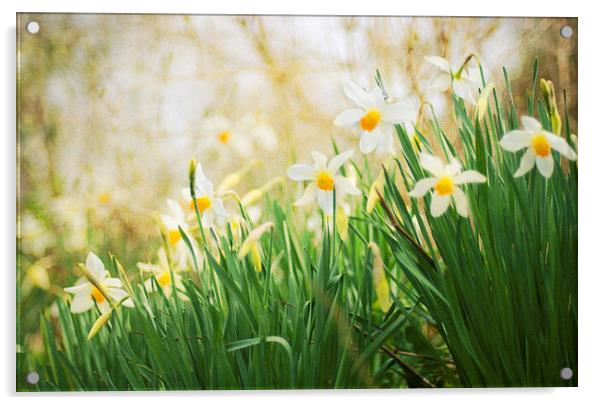 Spring Daffodils Acrylic by Dawn Cox