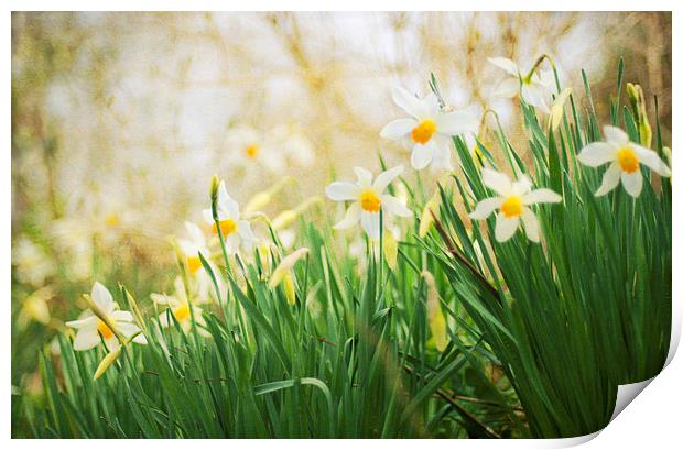 Spring Daffodils Print by Dawn Cox