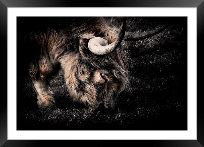 Highland Cow Framed Mounted Print by Ian Hufton