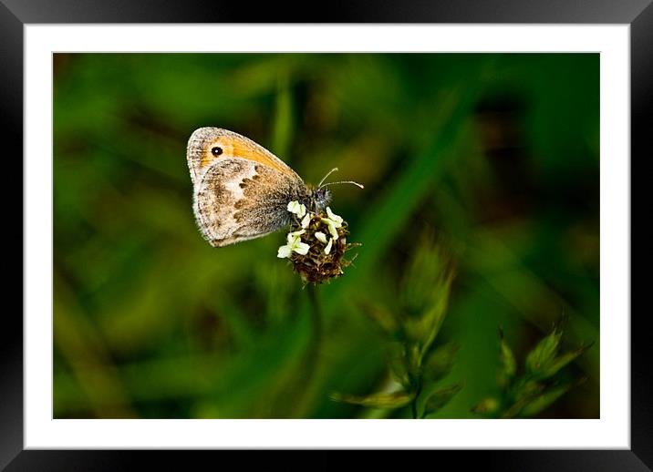 Butterfly Framed Mounted Print by Luis Lajas