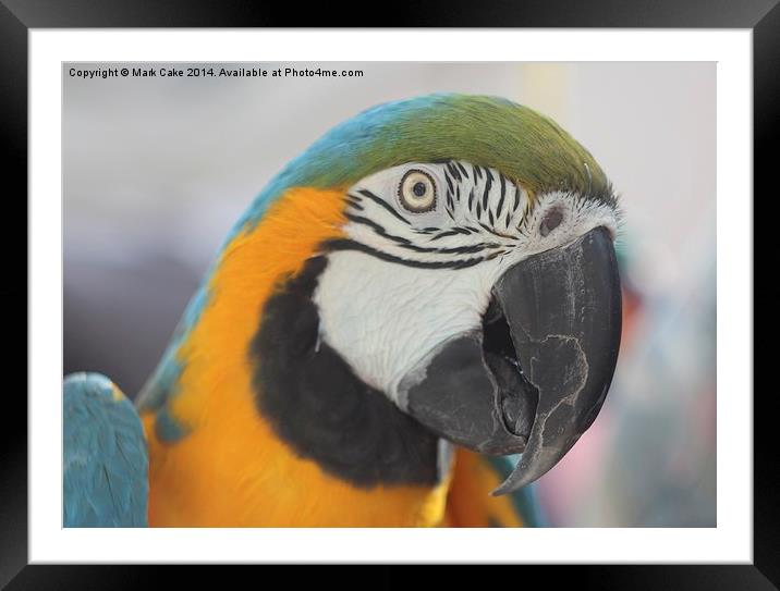 B&G macaw head Framed Mounted Print by Mark Cake