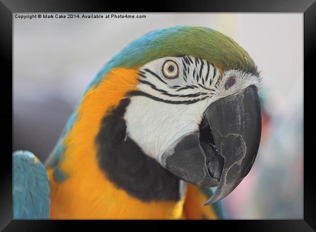 B&G macaw head Framed Print by Mark Cake