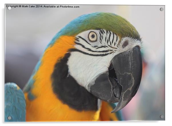 B&G macaw head Acrylic by Mark Cake