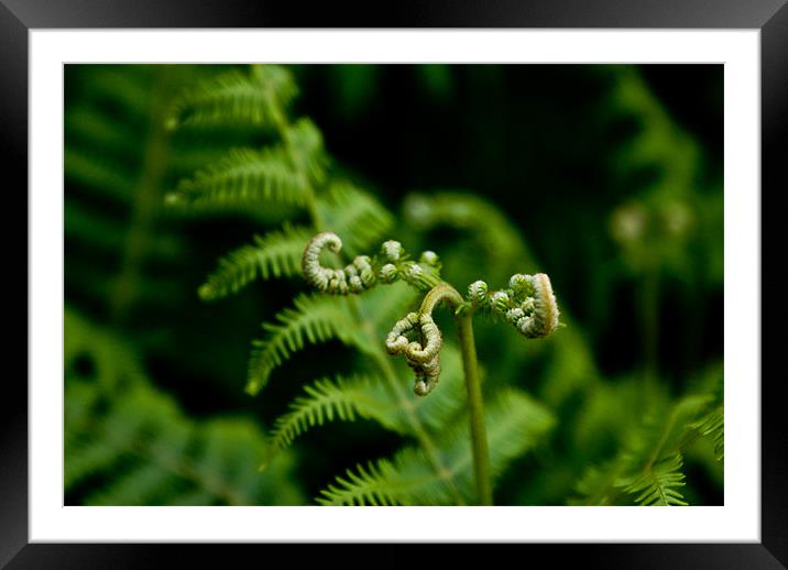 Greeny Framed Mounted Print by Luis Lajas