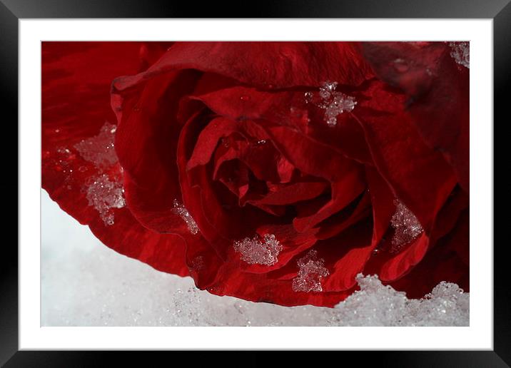 Snowy Rose Framed Mounted Print by Rebecca Hansen
