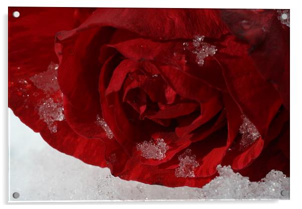 Snowy Rose Acrylic by Rebecca Hansen