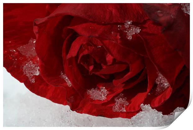 Snowy Rose Print by Rebecca Hansen