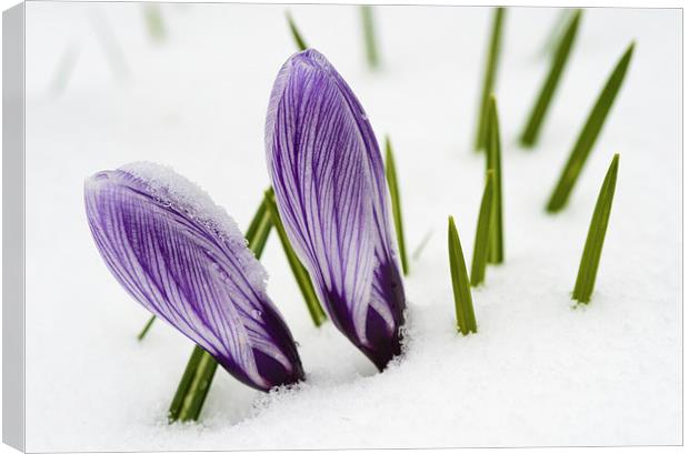 Crocus in spring with snow Canvas Print by Matthias Hauser