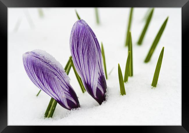 Crocus in spring with snow Framed Print by Matthias Hauser