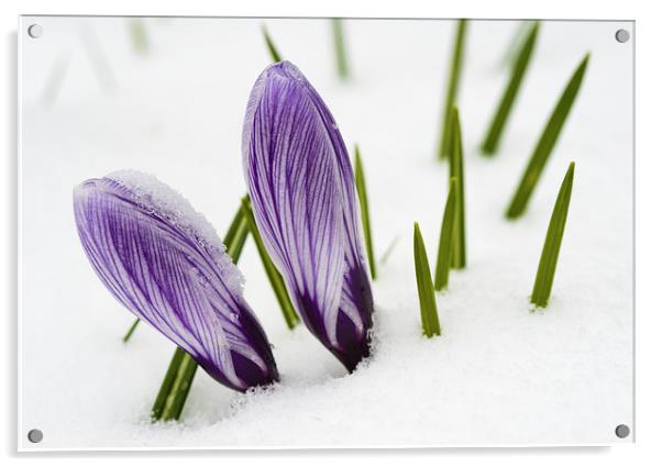 Crocus in spring with snow Acrylic by Matthias Hauser
