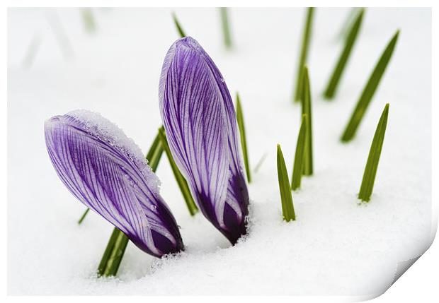 Crocus in spring with snow Print by Matthias Hauser