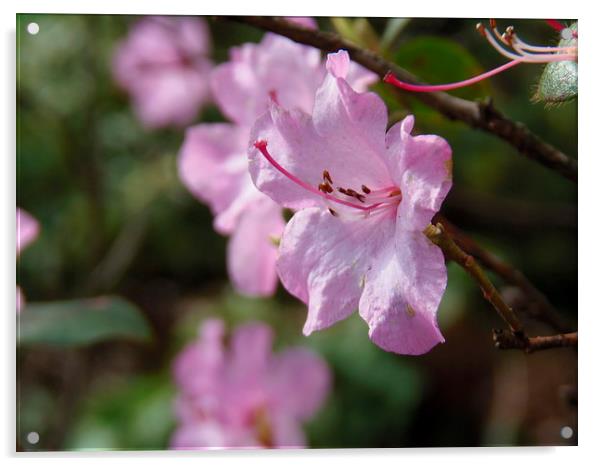 Spring Candy Pink Acrylic by Eleanor McCabe